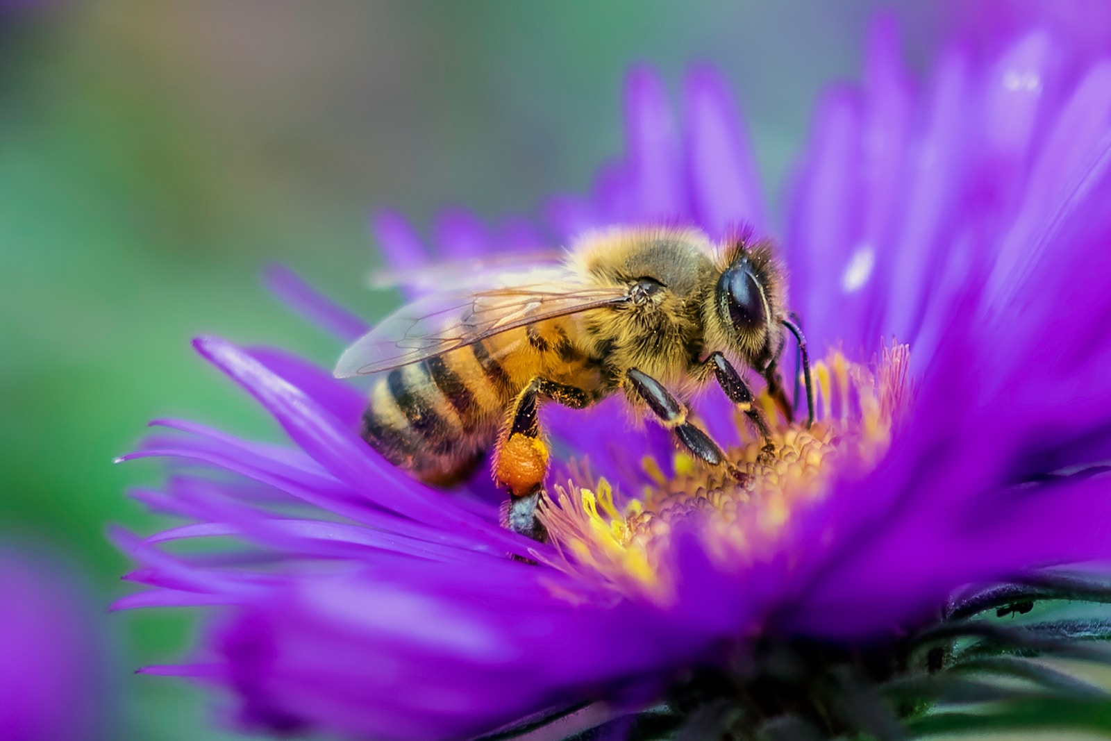 Forever Bee Pollen : Un complément alimentaire naturel aux multiples bienfaits