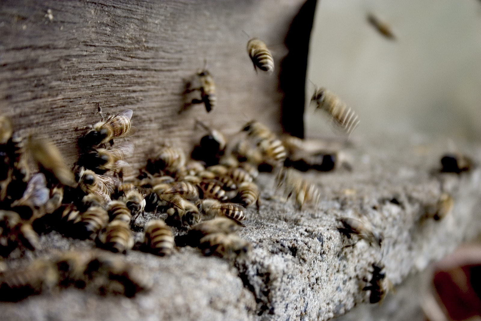 Renforcez votre immunité hivernale avec Forever Bee Propolis